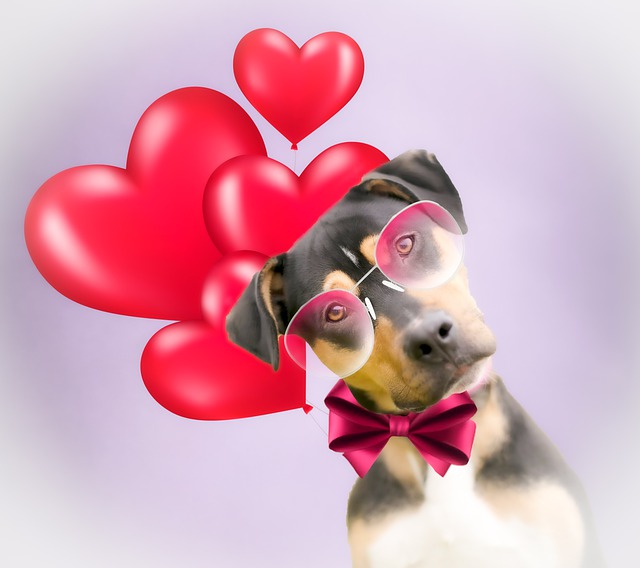 Valentines Day Gift For Pets