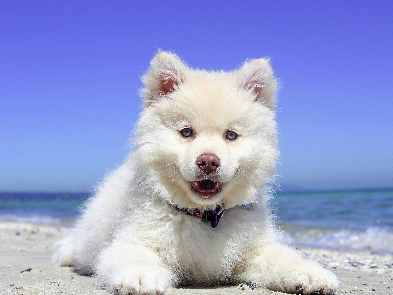 Do My Pets Need Travel Insurance?