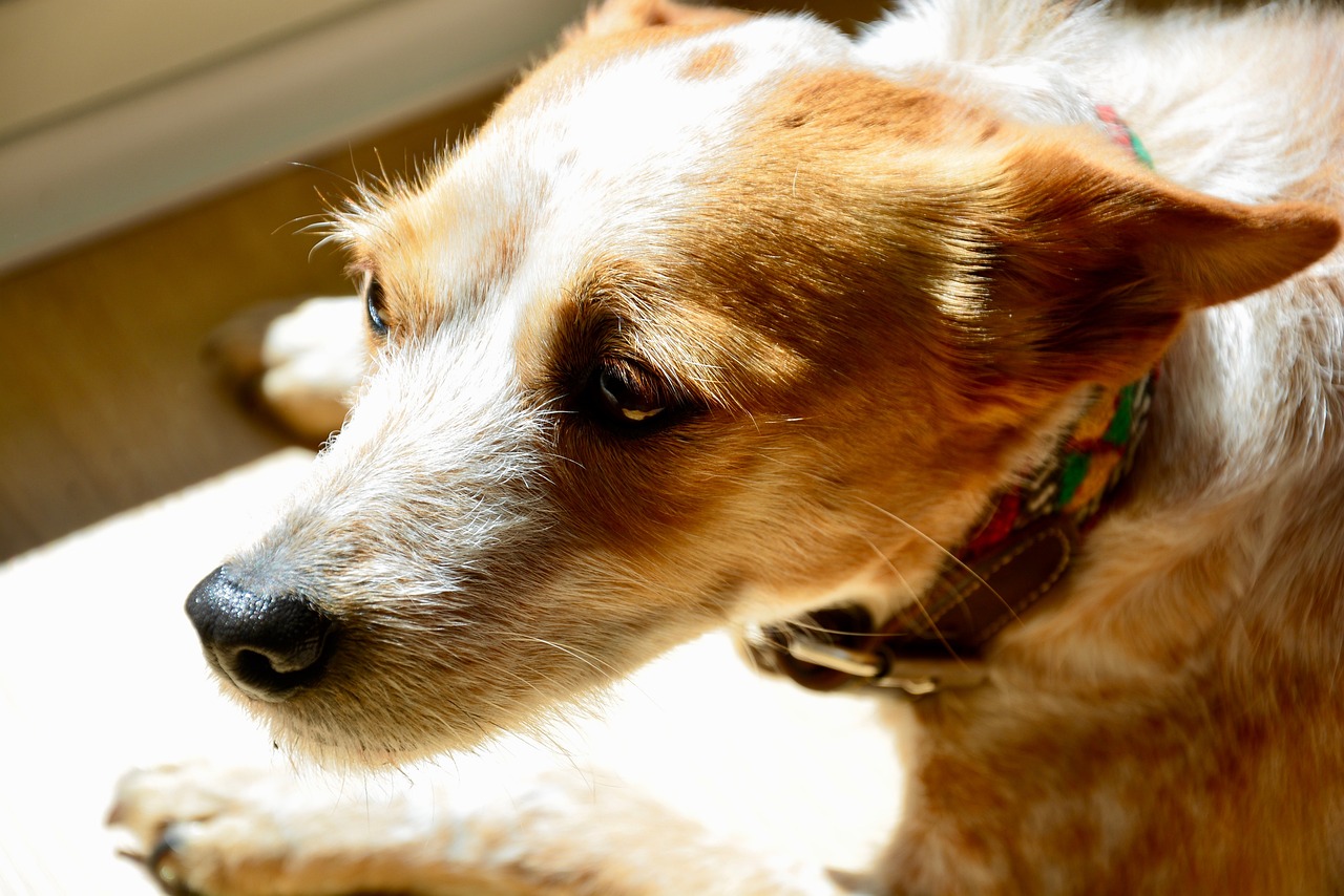 How To Help Your Pet With Anxiety