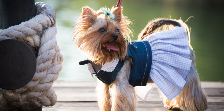 The Pros And Cons Of Dressing Up Your Pet