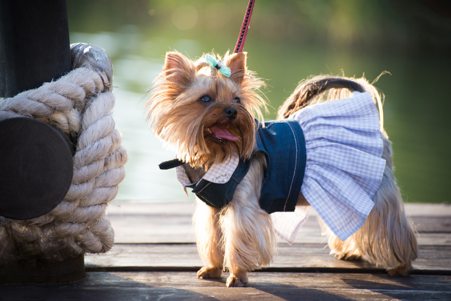 The Pros And Cons Of Dressing Up Your Pet