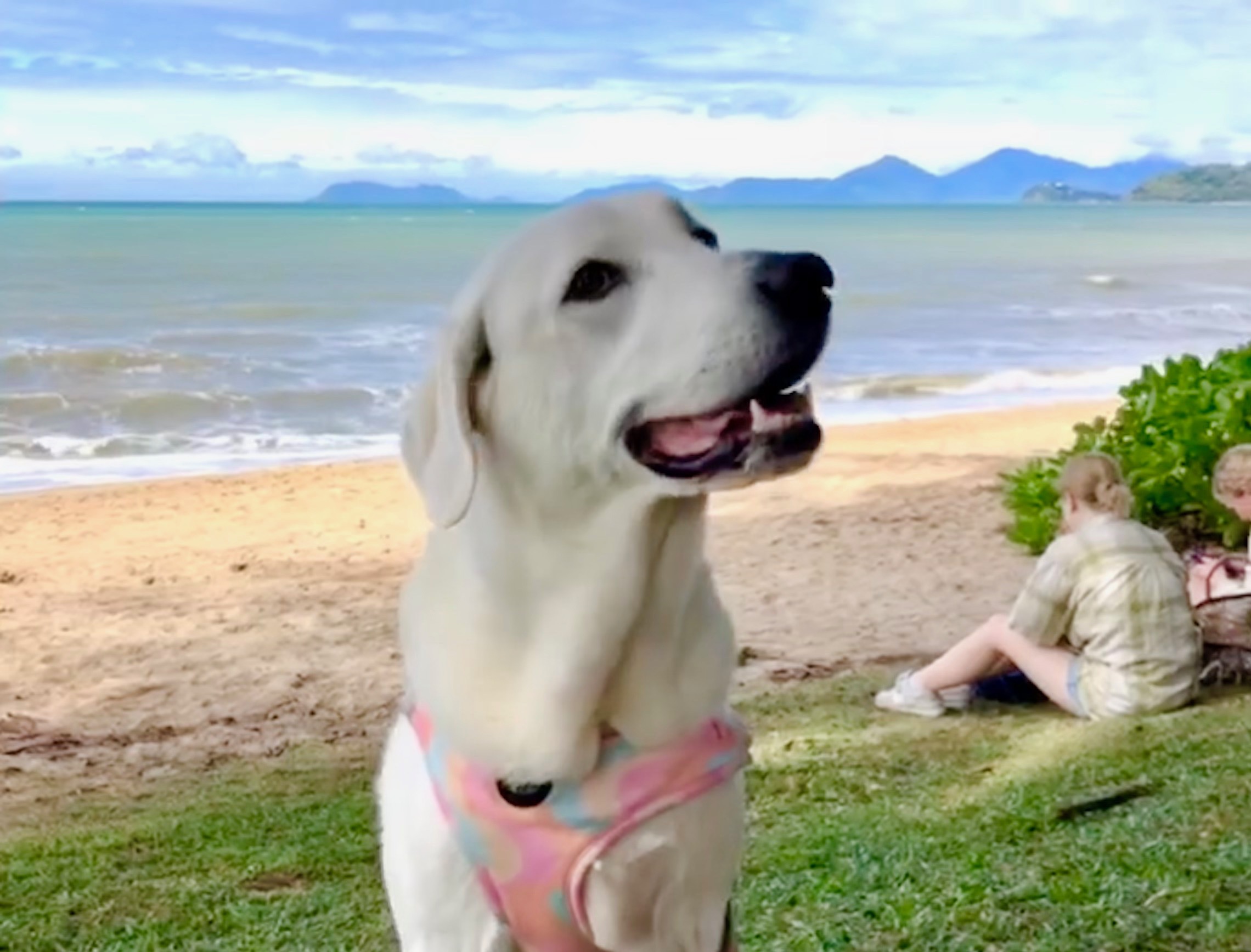 Gladstone & Tannum Sands Pet Friendly