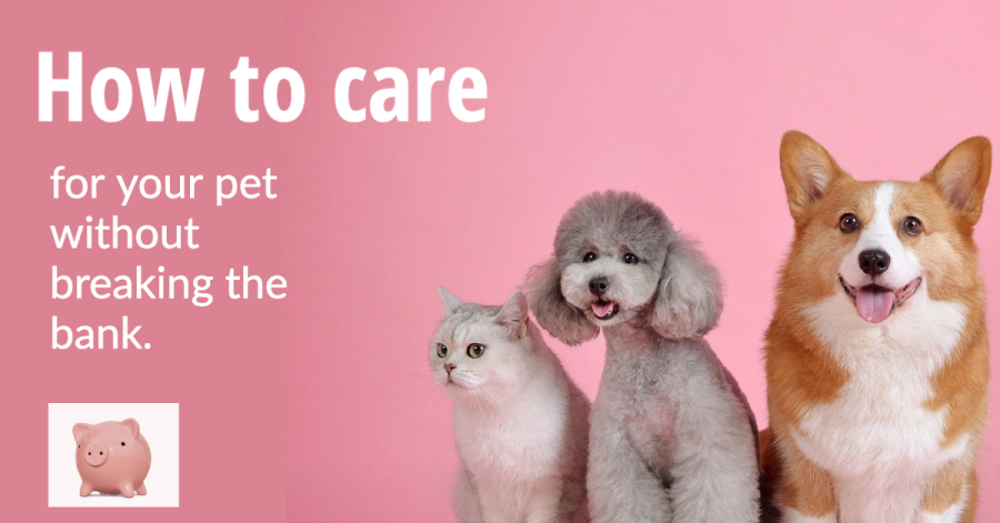 How To Care For Your Pet Without Breaking The Bank 2