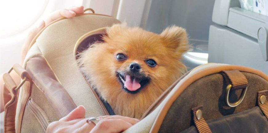 The World’s Pet Friendly Airlines Of 2023