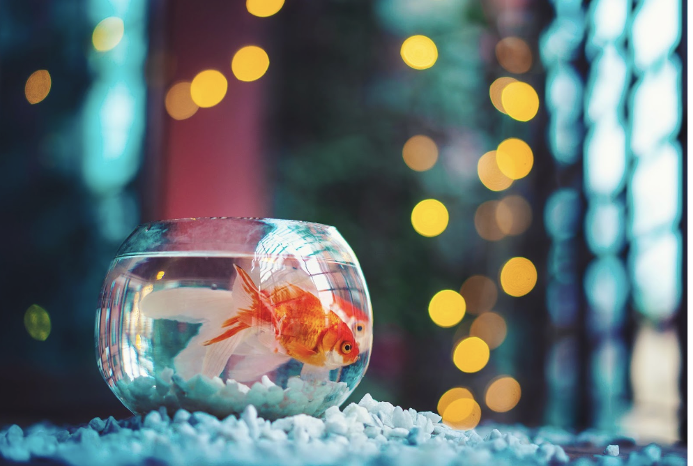 How to Travel with Pet Fish