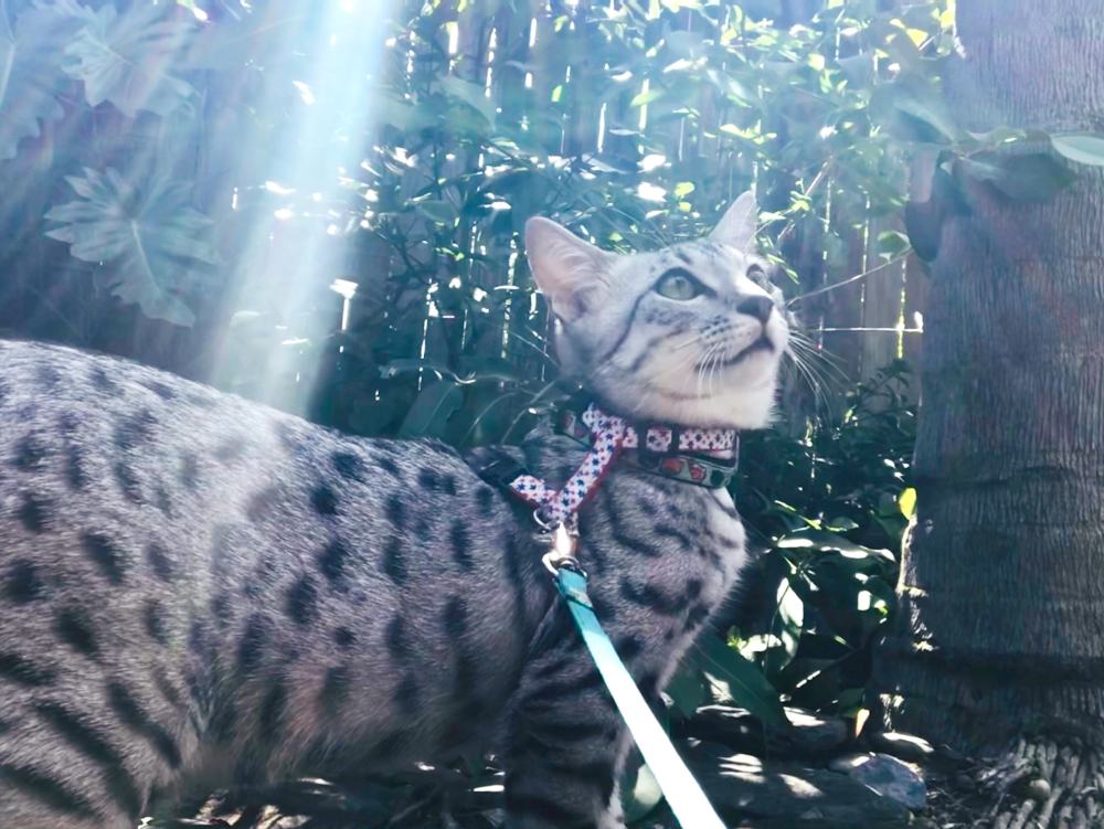 International Cat Day