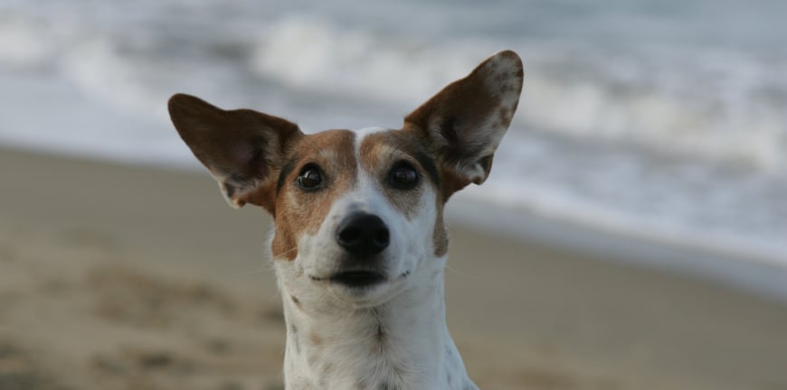 Spring trips with your pet close to Sydney
