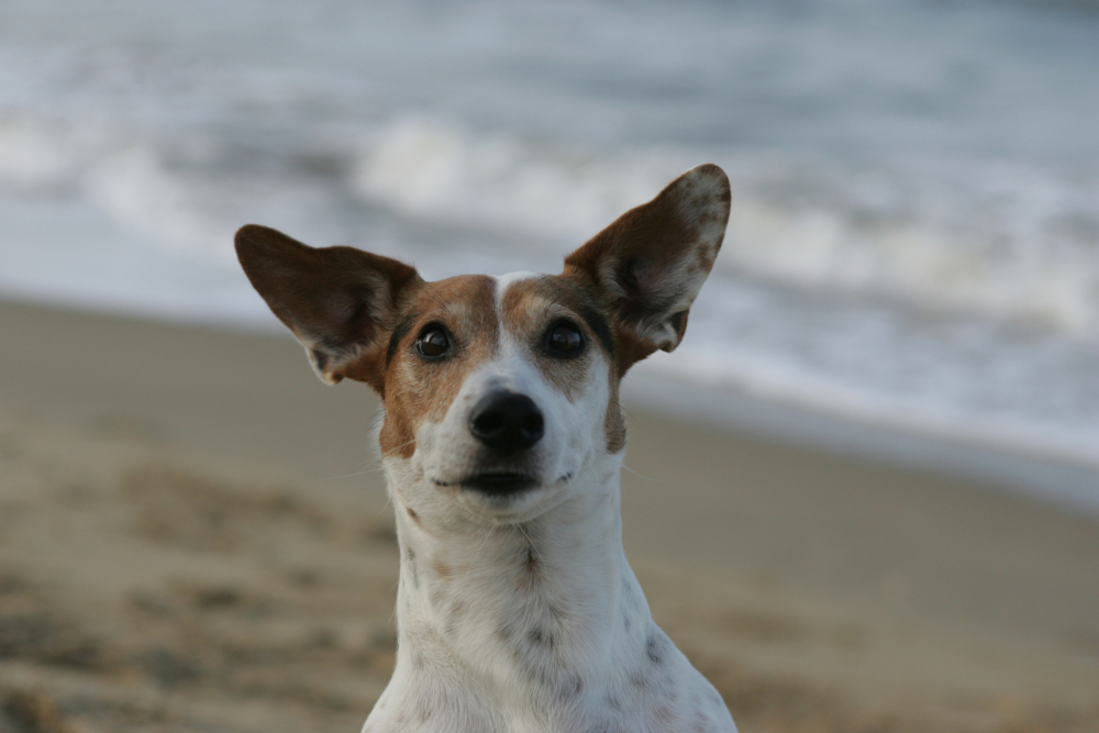 Spring trips with your pet close to Sydney