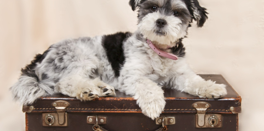 Packing For Your Pet
