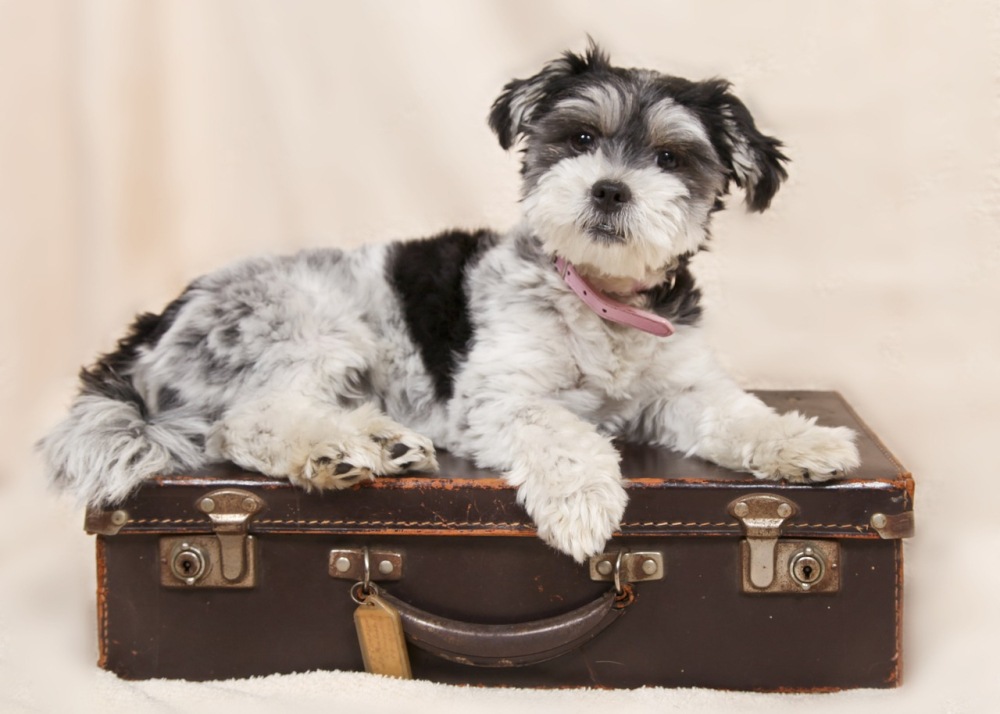 Packing For Your Pet