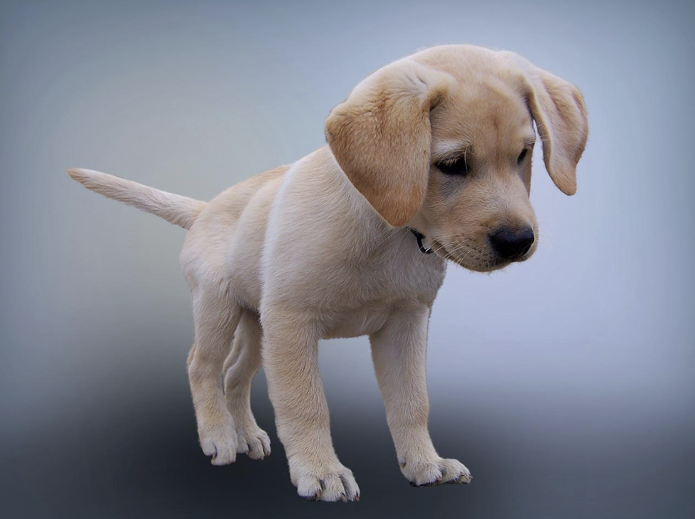 Tips for pet photography