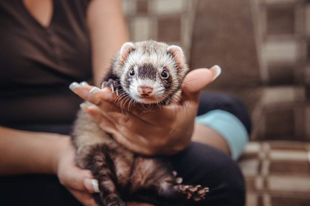 Travelling With Small Pets: 6 Things You Should Know