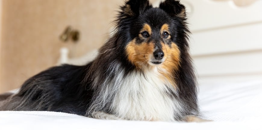 5 Essential Tips For A Comfortable Hotel Stay With Your Dog New