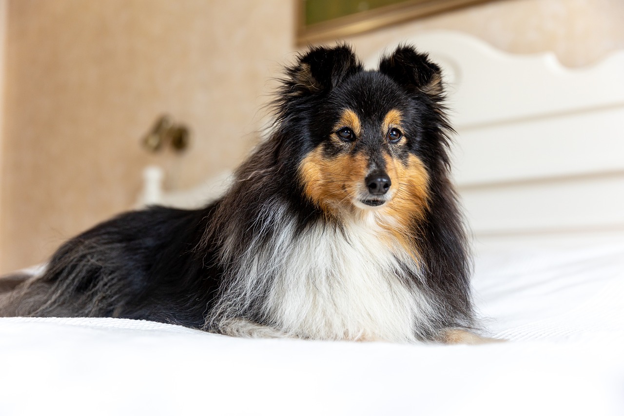 5 Essential Tips For A Comfortable Hotel Stay With Your Dog New