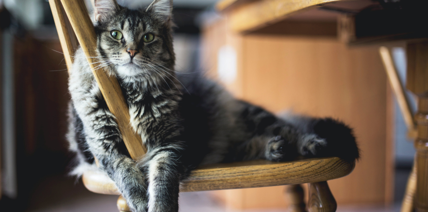 Understanding Your Cat's Body Language Beyond Their Meows