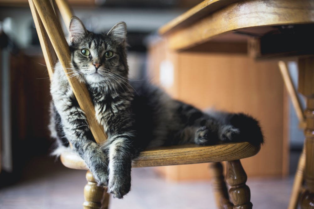 Understanding Your Cat's Body Language Beyond Their Meows