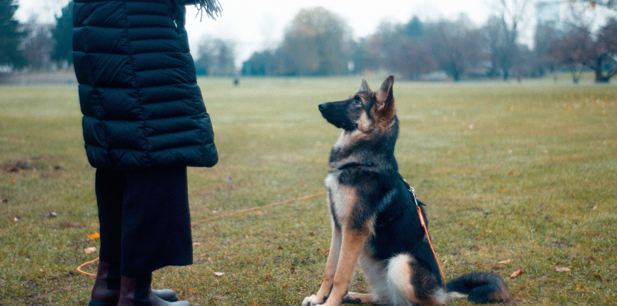 A Beginner's Guide To Training Your Canine Companion