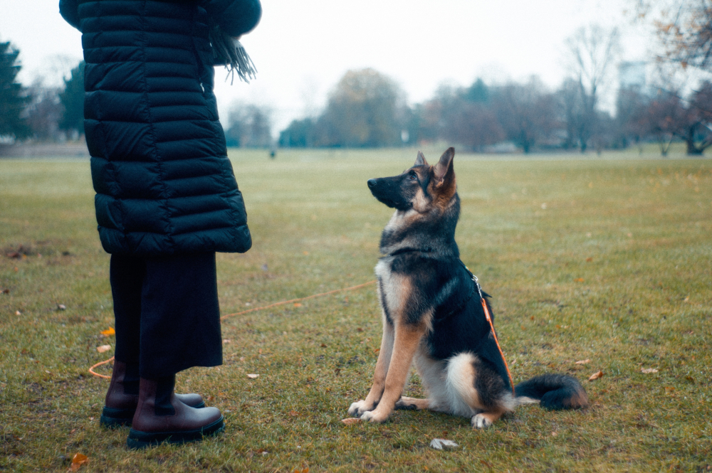 A Beginner's Guide To Training Your Canine Companion