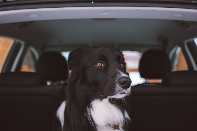 Pet Travel for Newbies: Making the Most of Your First Journey