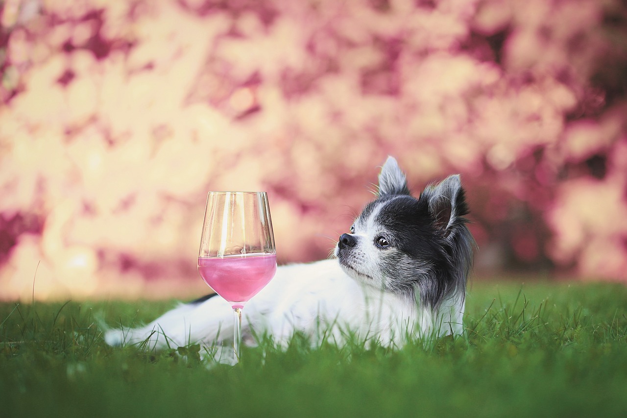 20 DogFriendly Vineyards Hunter Valley Pet Friendly