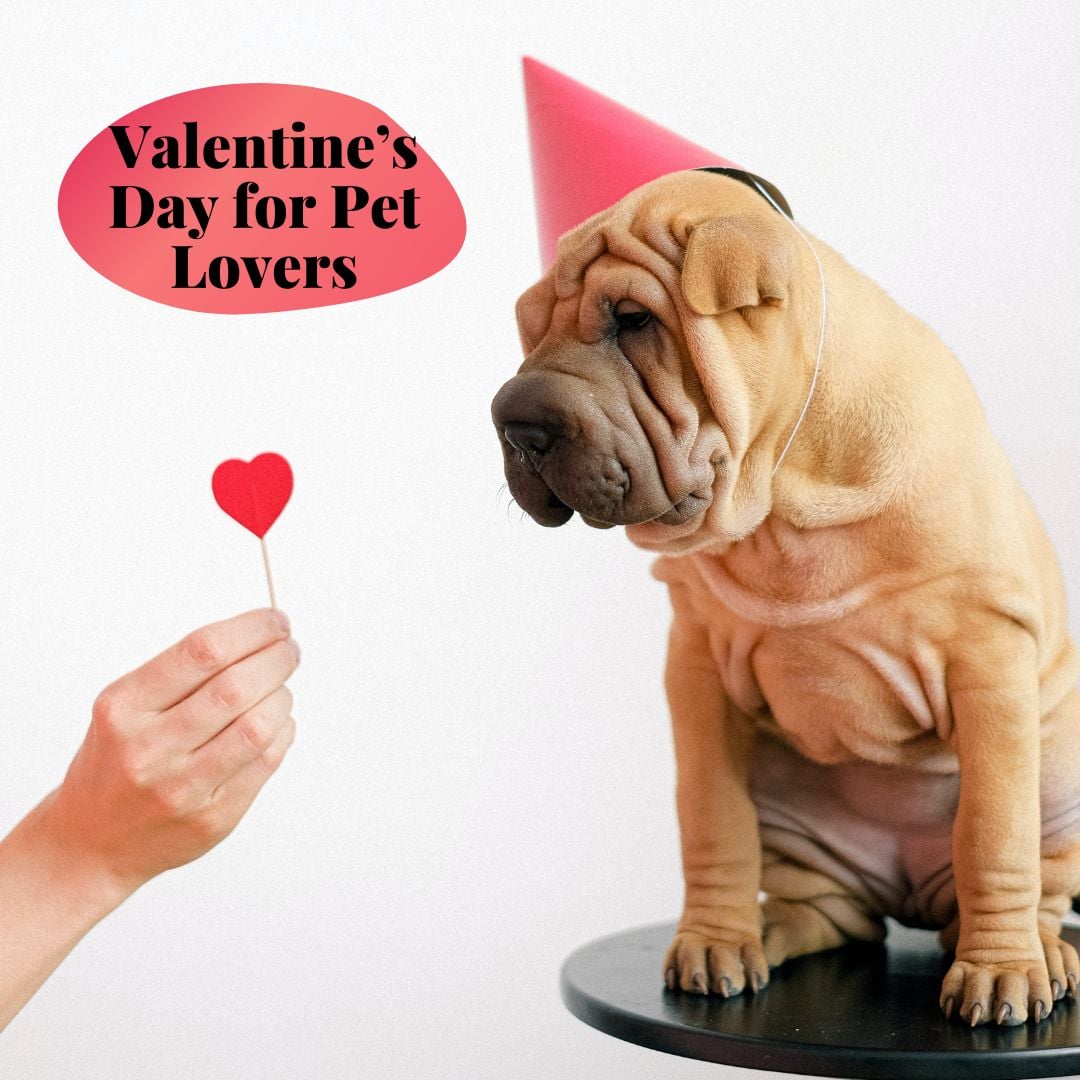Valentine's Day For Pet Lovers