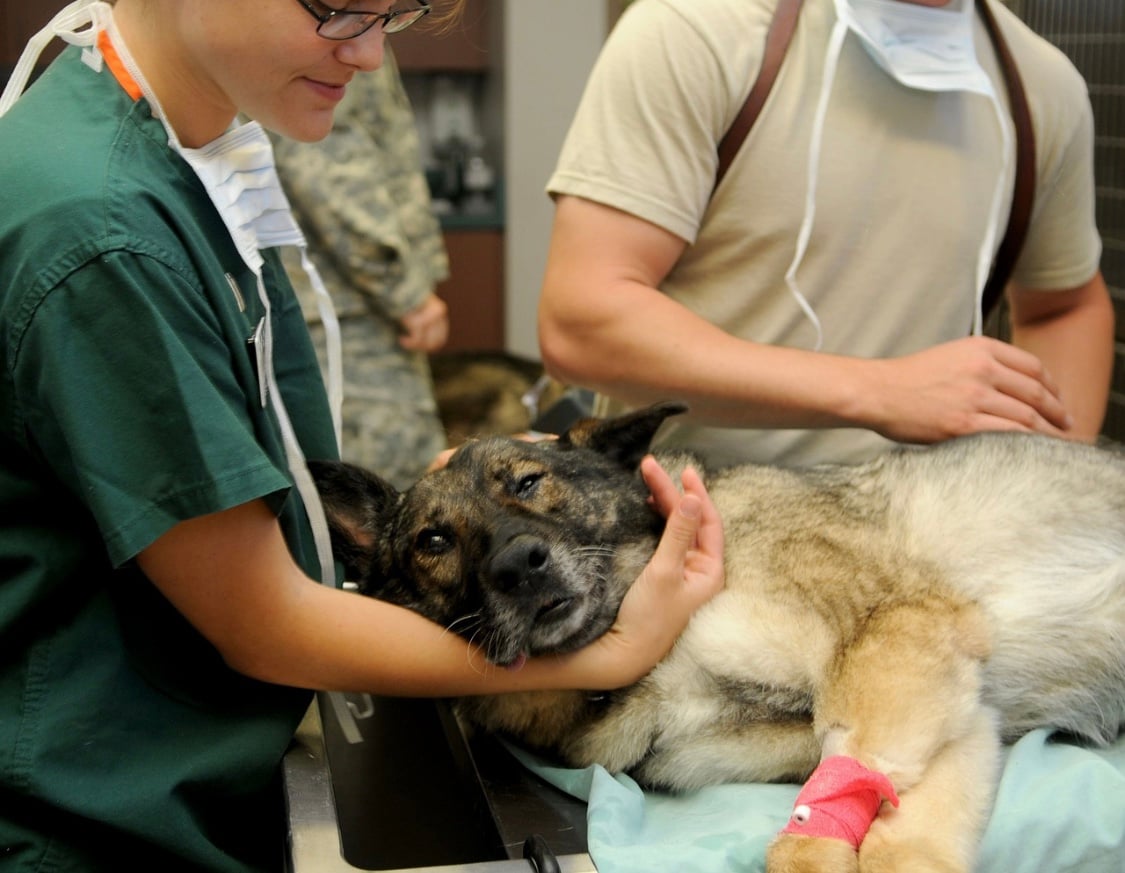 Vet