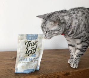 Best calming cat treats online