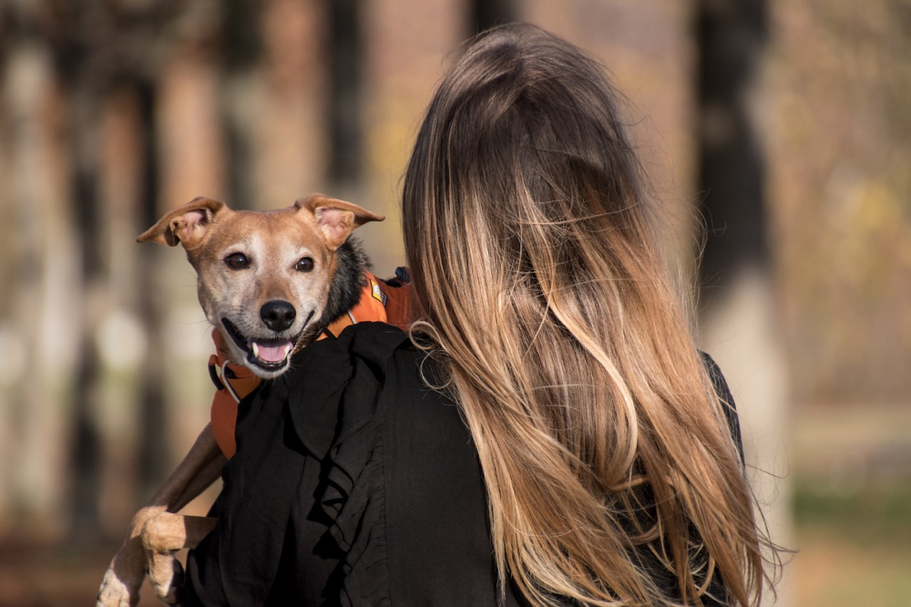 Pets On Holiday Navigating Pet Friendly Accommodation