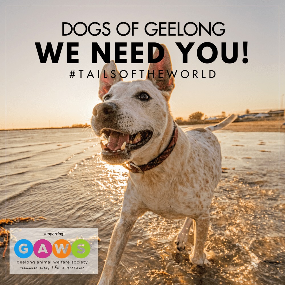 Geelong Dog Photographer Represents In Prestigious Tails Small