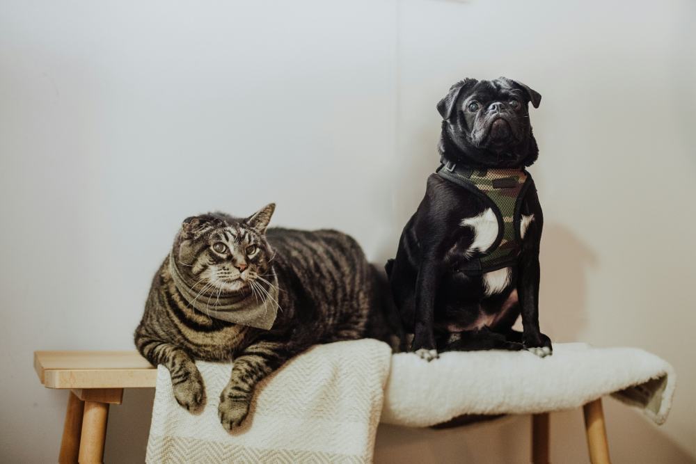Why Pet Dental Health Deserves Your Attention.