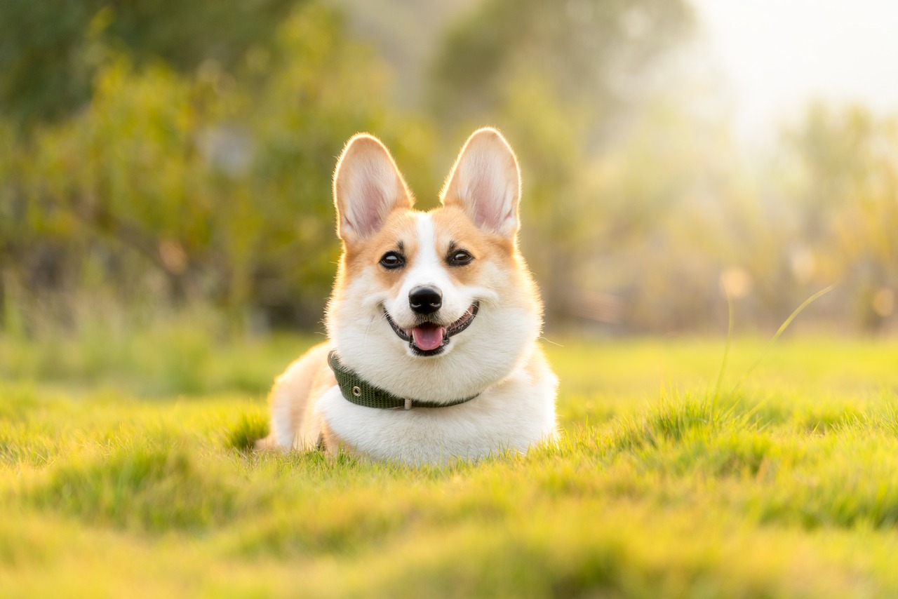 Tips For Becoming A More Eco Friendly Pet Owner