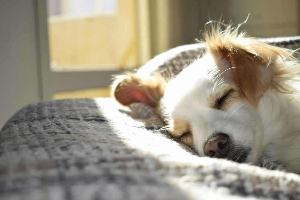 Tips for Keeping Pet-Friendly Homes Clean