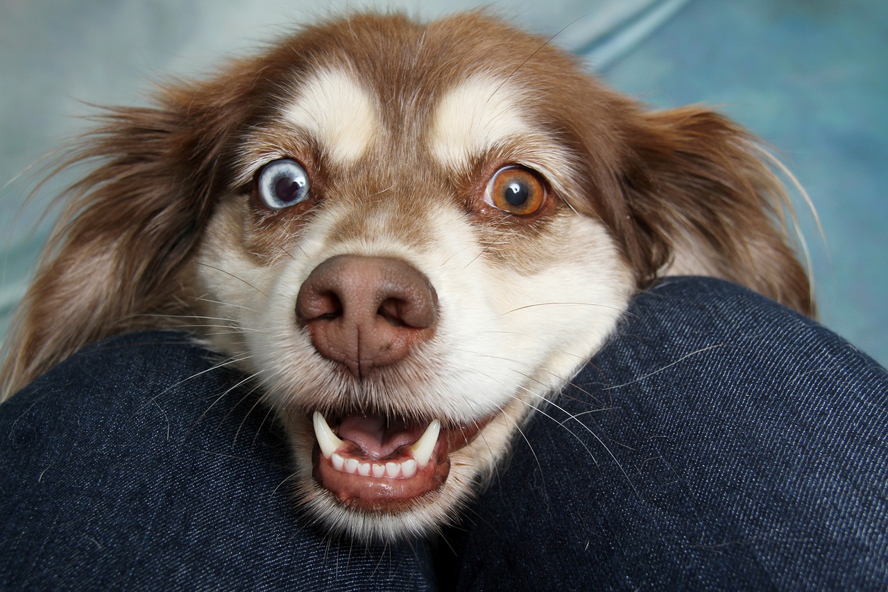 Managing Pet Hair And Odours In Shared Spaces