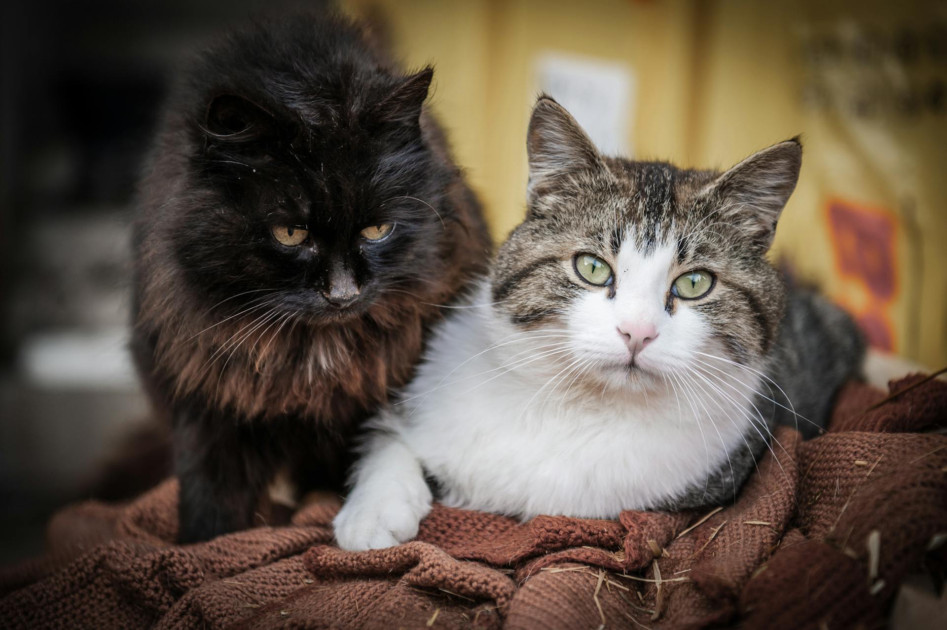 Choosing Cat Enclosures For Pet Friendly Properties