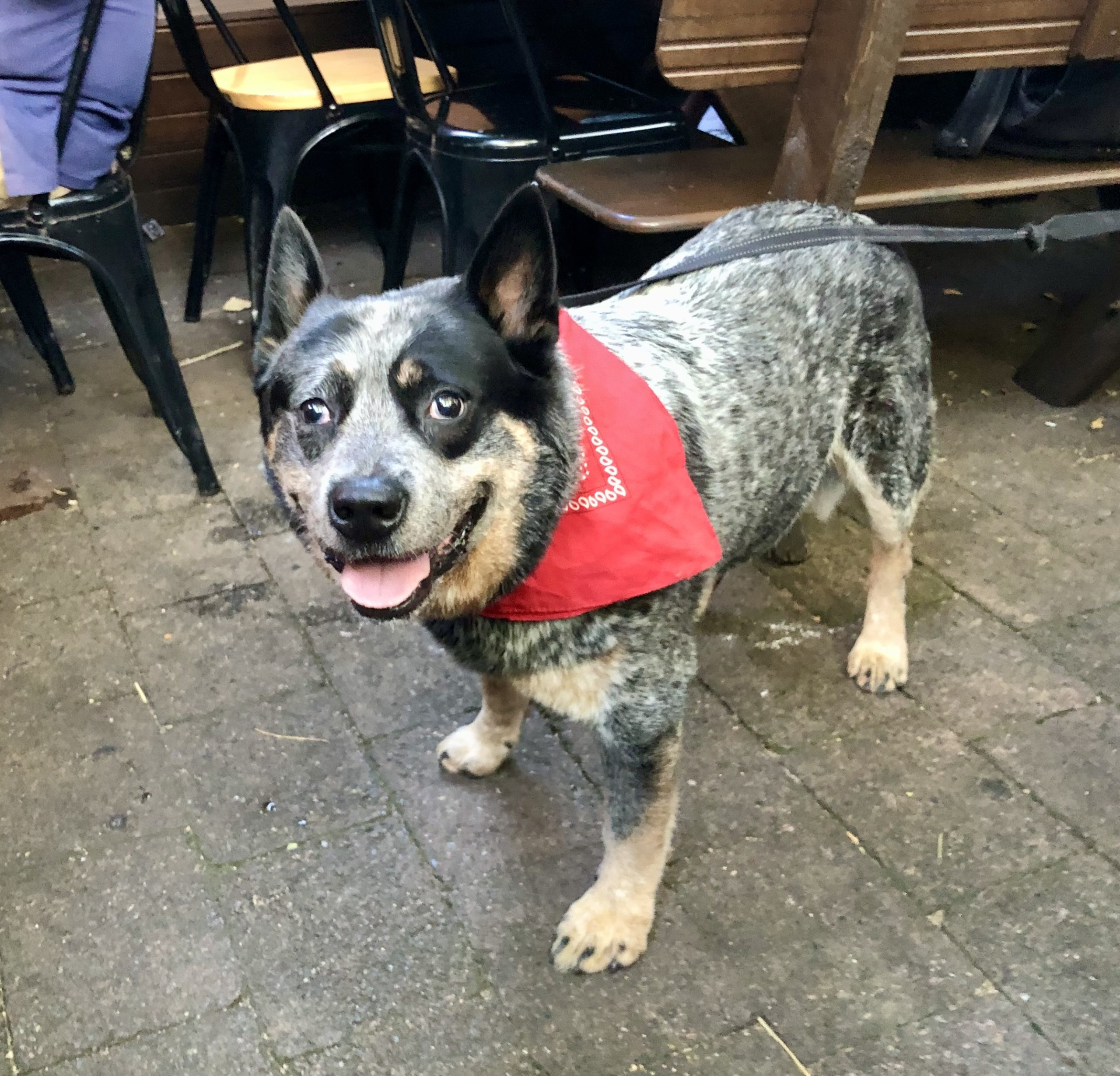 Ev Hotel Dog Friendly