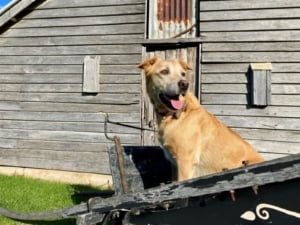 Mountain View Farm Tilba Tilba 3
