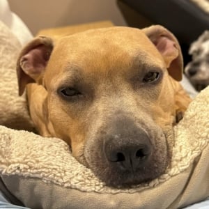 Shipping Pets from Brazil to Australia.