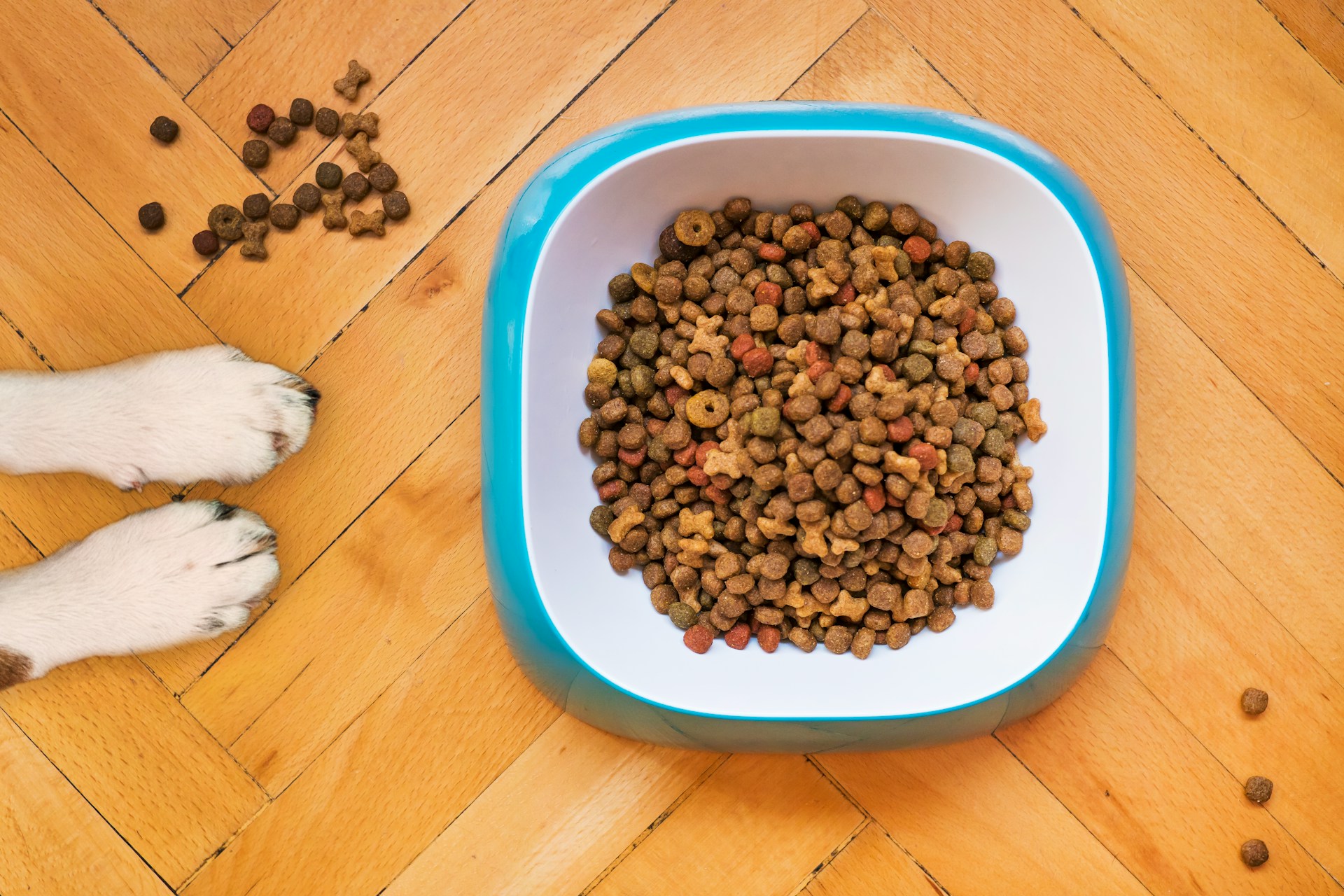 Top High Quality Dog Food Brands For Your Pup