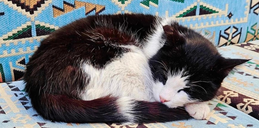 Cats and Istanbul: A City Where Felines Reign Supreme