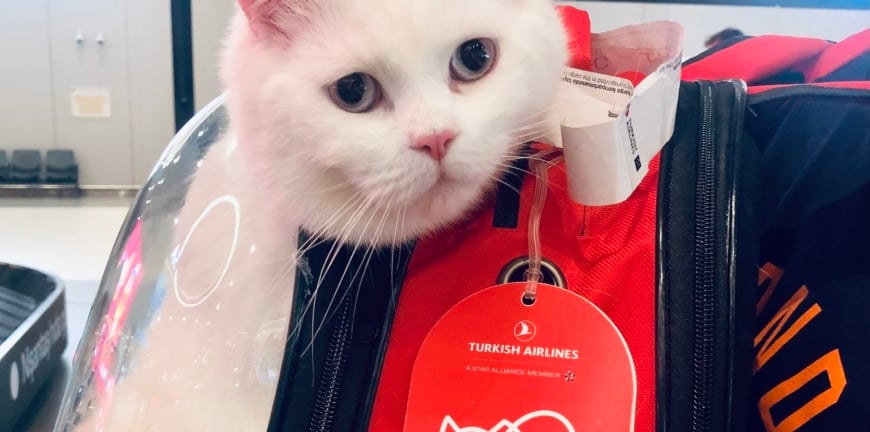 Cat Flying Through Istabul Airport