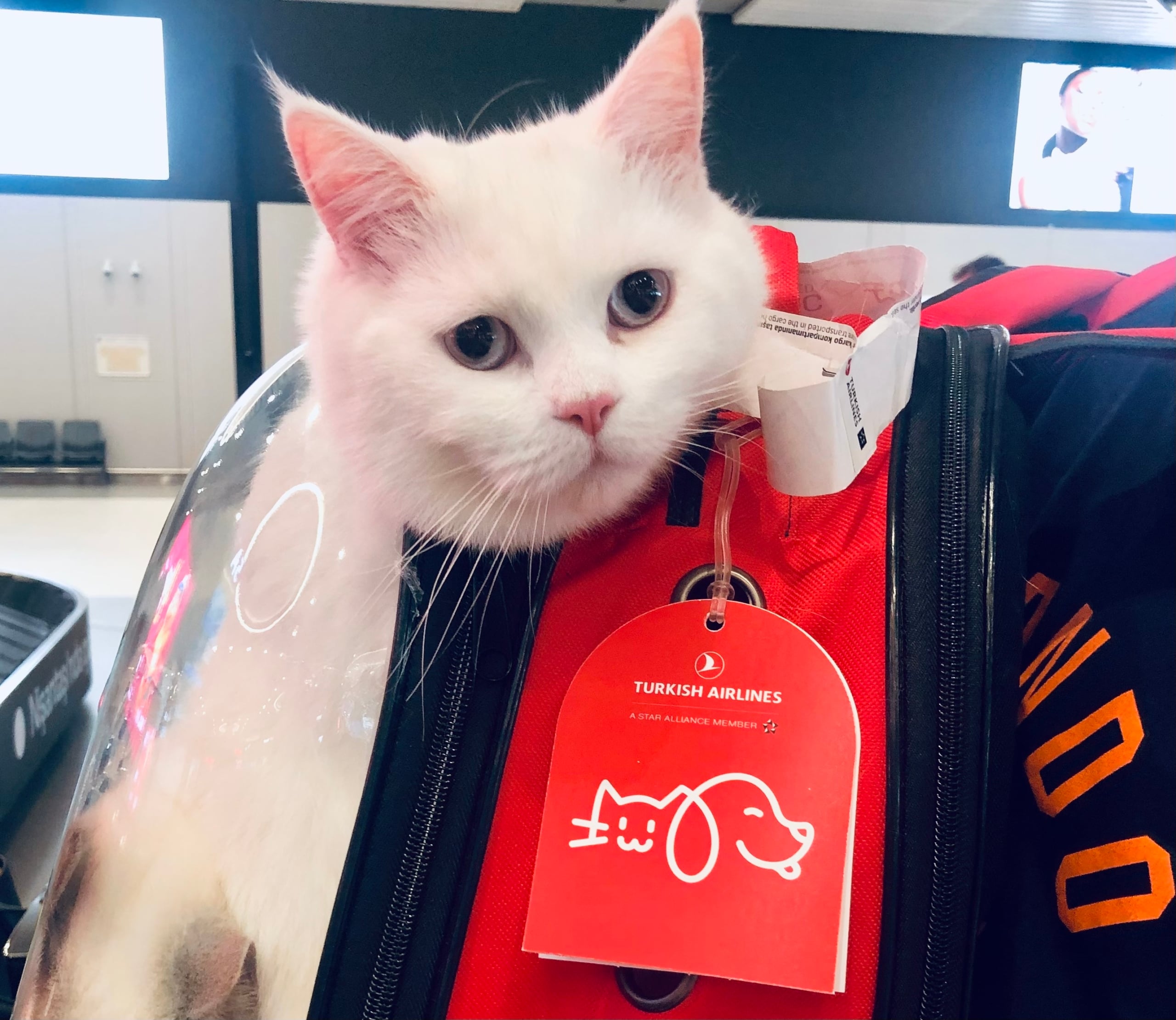 Cat Flying Through Istabul Airport