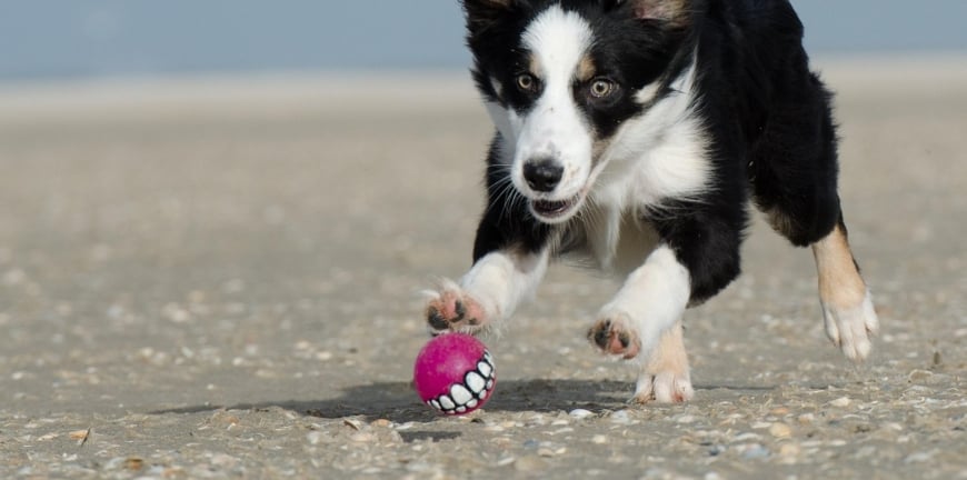 Melbourne Getaways with Your Dog