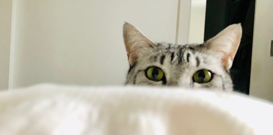 How To Stop Your Cat Waking You Up