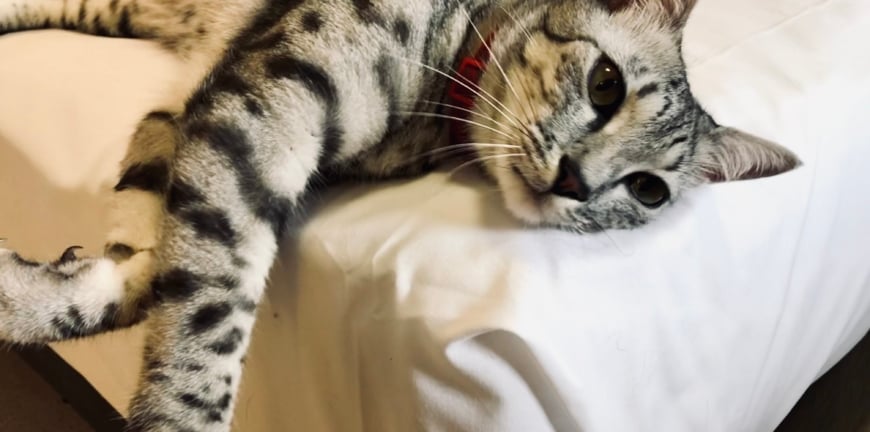 How To Stop Your Cat Waking You Up At Night 1