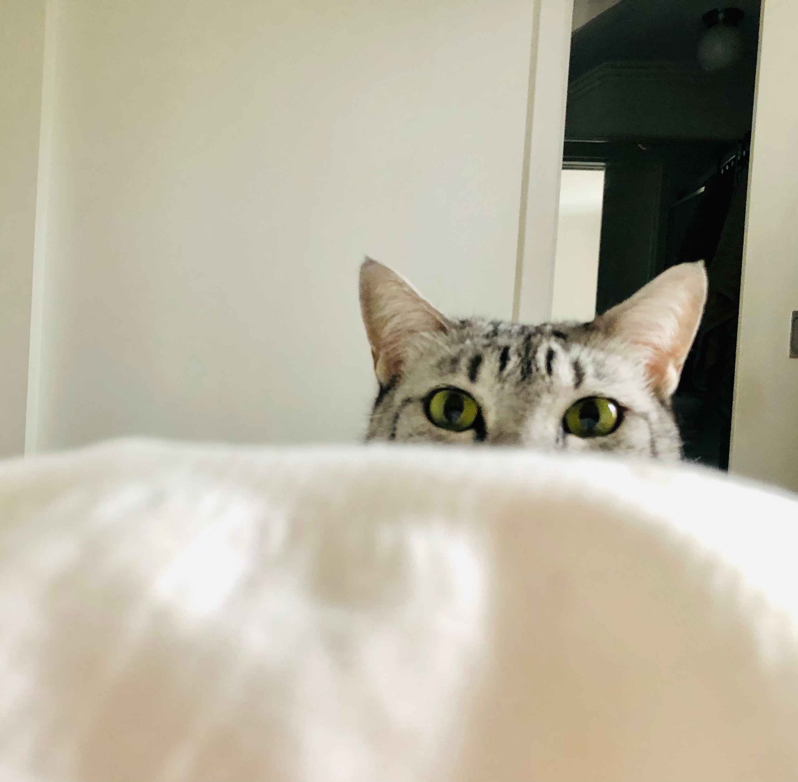 How To Stop Your Cat Waking You Up