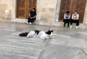 Cats and Istanbul