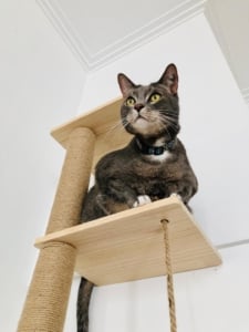 How to stop your cat waking you up at night