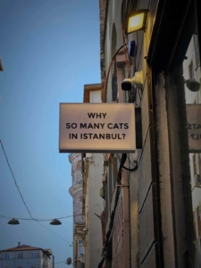 Cats and Istanbul