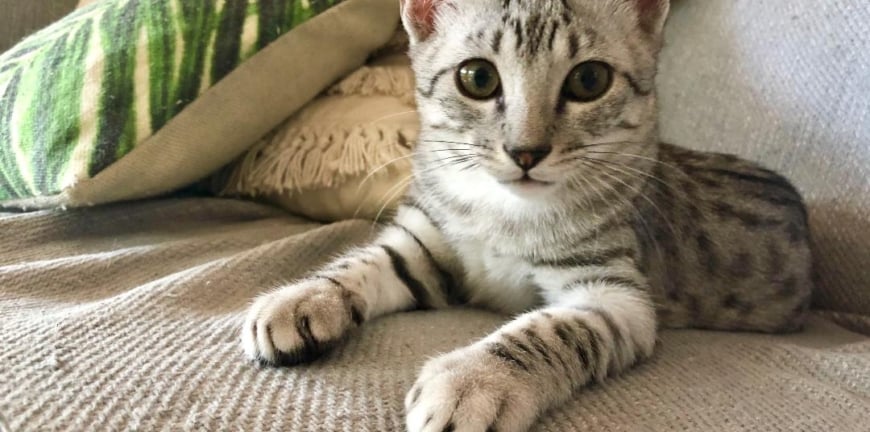 How to stop your cat waking you up at night