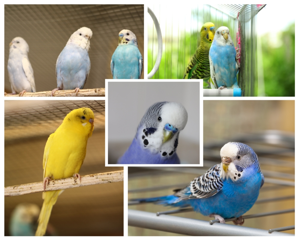 What’s the Best Bird to Keep as a Pet? Find the Right Match for You